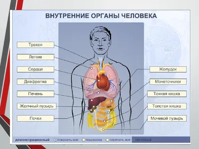 Картинки Внутренние органы человека (37 шт.) - #4013