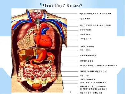 Картинки анатомия человека (47 фото) » Картинки, раскраски и трафареты для  всех - Klev.CLUB