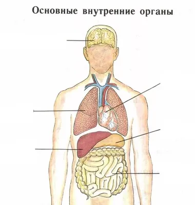 Набор – Внутренние органы человека от Играем вместе, KY-10001sim - купить в  интернет-магазине ToyWay.Ru