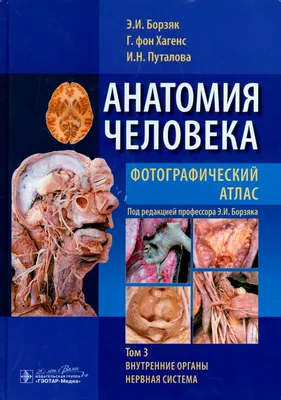 Макет \"Тело человека, мышцы, внутренние органы\", разборный 78см -  РусЭкспресс