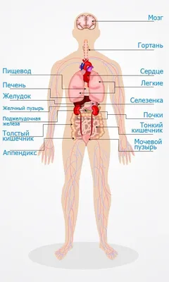 Картинки внутреннее строение человека (44 фото) » Картинки, раскраски и  трафареты для всех - Klev.CLUB