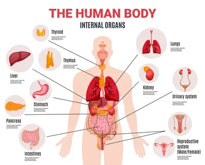 Картинки расположение органов человека (53 фото) - 53 фото