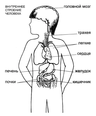 Организм ЧЕЛОВЕКА. Что у тебя внутри? - YouTube