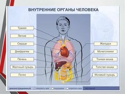 Сердце человека: где находится, как выглядит и работает, почему может болеть