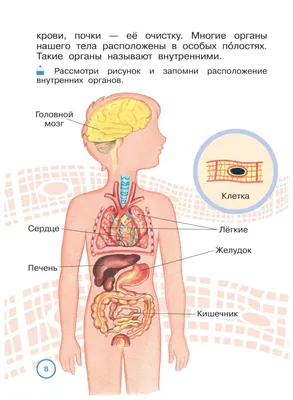 АНАТОМИЯ ЧЕЛОВЕКА | Энциклопедия Кругосвет