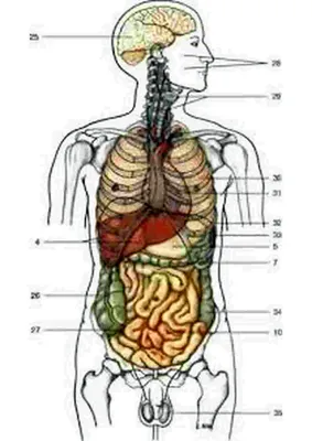 Картинки человек внутренние органы (46 фото) » Картинки, раскраски и  трафареты для всех - Klev.CLUB