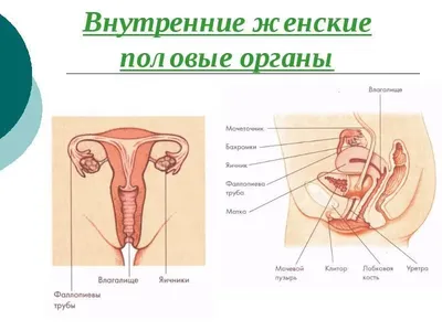 Внутренние органы.Раскраска. Атлас. Тело человека.