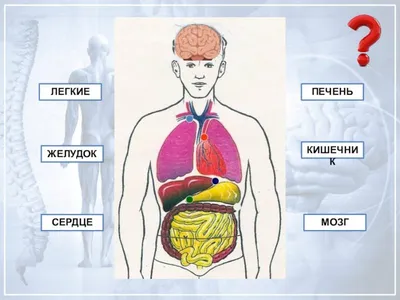 Картинки с органами человека для учеников 4 класса
