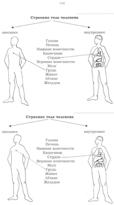 Мышцы человека: анатомия, строение, функции – Российский учебник