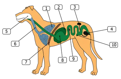 Анатомия собаки внутренние органы (66 фото) - картинки sobakovod.club