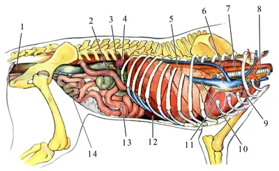 Анатомия собаки, внутренние органы Иллюстрация вектора - иллюстрации  насчитывающей сердце, циркуляторно: 116621652