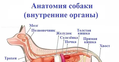 Собака Внутренние Органы Анатомиианатомия Мужской Собака — стоковые  фотографии и другие картинки Собака - iStock