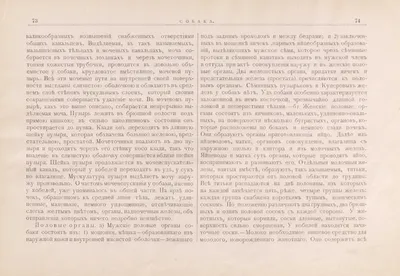 Анатомия собаки. Висцеральные системы (Спланхнология), , Лань купить книгу  978-5-8114-9098-1 – Лавка Бабуин, Киев, Украина