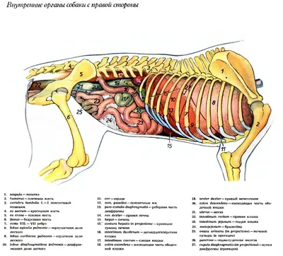 Анатомия собаки с внутренней иллюстрации вектора рассмотрения структуры  органов Иллюстрация вектора - иллюстрации насчитывающей орган, иллюстрация:  189108216