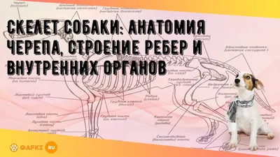 Анатомия собаки - строение скелета, внутренние органы, фото с описаниями |  PetGuru