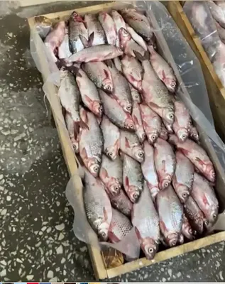 Вобла Атырау вяленая | Вобла - Интернет-магазин вяленой рыбы