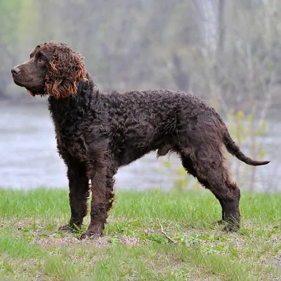 Собака Барбет - описание породы, фото, характер и цена щенков барбета |  Pet-Yes