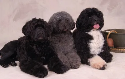 ПОРТУГАЛЬСКАЯ ВОДЯНАЯ СОБАКА (Portuguese Water Dog) (Cão de Agua Português)