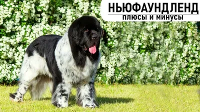 Португальская водяная собака (Portuguese Water Dog) - это умная, очень  смелая и преданная порода собак. Описание, отзывы и фото.