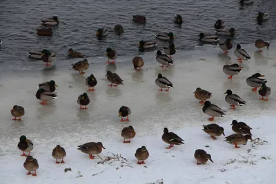 В Беларуси 320 видов птиц. Протокол заседания БОФК от 12 января 2011 г. |  BirdWatch.by