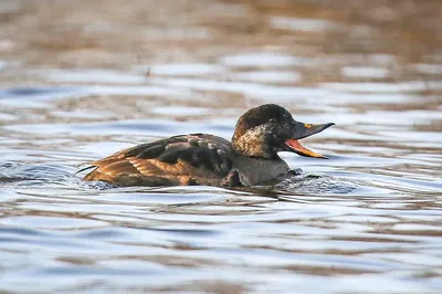 Большой крохаль (Mergus merganser). Птицы Беларуси.