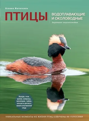 Чибис (Vanellus vanellus). Птицы Беларуси.