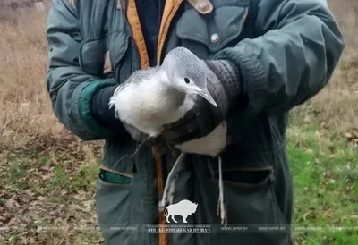 С наступлением весны перелетные птицы возвращаются в Беларусь. Пернатых  путешественников на привале на реке Ясельде в Пинском районе… | Instagram