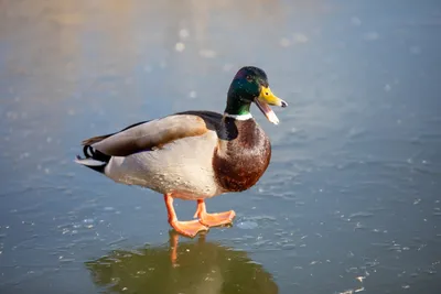 Кошкиспас» на день превратились в «Уткиспас» 🦆 Из-за первых заморозков птиц  пришлось спасать из прудов Петербурга | Sobaka.ru