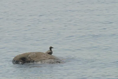 Птицы Новгородской области / Birds of Novgorod Oblast's Journal ·  iNaturalist