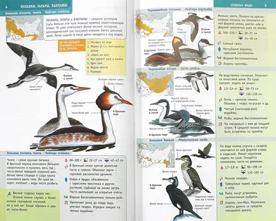 Птицы России. Определитель, цена — 428 р., купить книгу в интернет-магазине