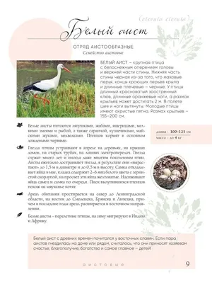 Беларусь. 2023. Особенности водоплавающих птиц (Серия Почтовых марок. MNH  OG)