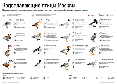 Ласточки, зяблики и скворцы: какие птицы улетают в теплые края / Новости  города / Сайт Москвы