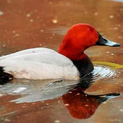 Зимовье птиц. Много диких уток на льду водоема.Парк Глобы в Днепре. Украина.  foto de Stock | Adobe Stock