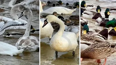 Мандаринка (Aix galericulata). Фотогалерея птиц. Фотографии птиц России,  Беларуси, Украины, Казахстана, Таджикистана, Азербайджана.