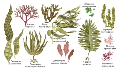 Водоросли: виды и их значение