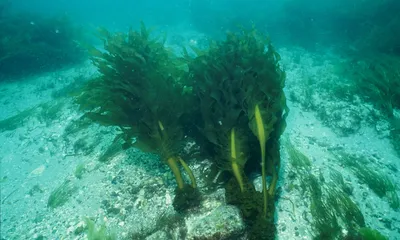 Водоросли для суши - морские водоросли нори для суши | Karakatizza