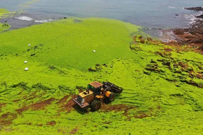 Морские водоросли в косметических средствах