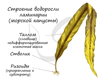 Водоросли на пляжах Канкуна в Мексике: Текущее состояние пляжей, причины  появления.