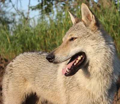 Дрессировка Чехословацкая Волчья Собака. Czechoslovakian Wolf Dog |  Дрессировка собак в Минске. Дрессировка собак, социализация, коррекция  поведения, воспитание щенков.