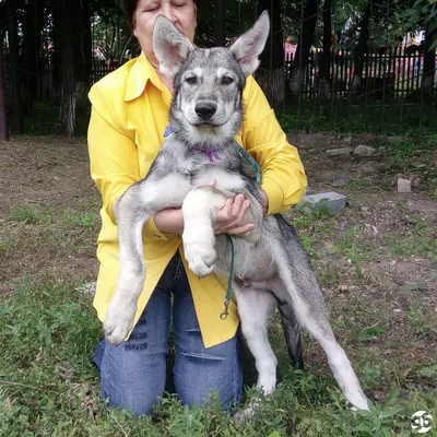 Щенки собаки Сарлоса Saarloos Wolfdogs Другие в Алматы - Собаки на  Salexy.kz 06.10.2018