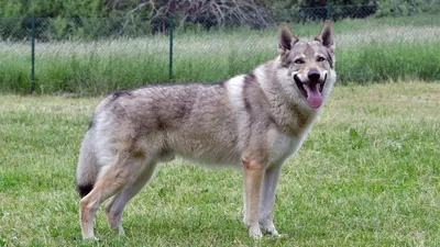 Дрессировка Чехословацкая Волчья Собака. Czechoslovakian Wolf Dog |  Дрессировка собак в Минске. Дрессировка собак, социализация, коррекция  поведения, воспитание щенков.