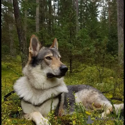 Щенки собаки Сарлоса (Saarloos Wolfdogs) - Собаки в Екатеринбурге