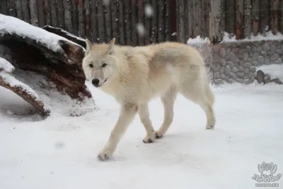 Волк серый обыкновенный (Canis lupus). Подробное описание экспоната,  аудиогид, интересные факты. Официальный сайт Artefact