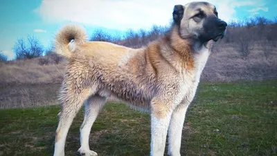 Ирландский волкодав - Irish WolfHounds Сайт посвящен ирландским волкодавам  и их разведению в России