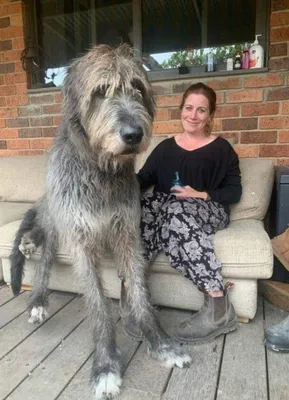 Ирландский волкодав - Irish WolfHounds Сайт посвящен ирландским волкодавам  и их разведению в России