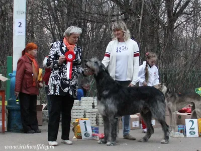 В Челябинской области ротвейлер набросился на двухлетнюю девочку / 17 июля  2023 | Челябинск, Новости дня 17.07.23 | © РИА Новый День