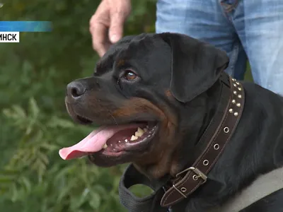 Найдена собака в Челябинске на ул. Омская | Pet911.ru