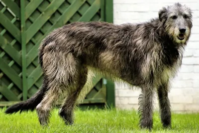 Ирландский волкодав (Irish Wolfhound) - это большая, бесстрашная и сильная  порода собак. Отзывы, описание и фото породы.