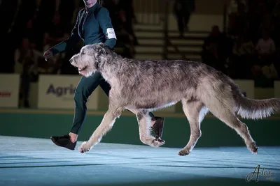 сао, алабай,волкодав | Large dog breeds, Alabai dog, Kangal dog