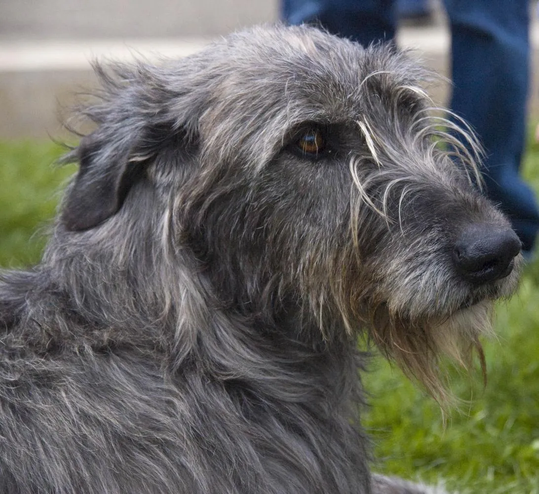 Wolfhound